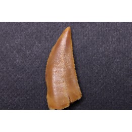 dinosaur tooth DELTADROMEUS AGILIS