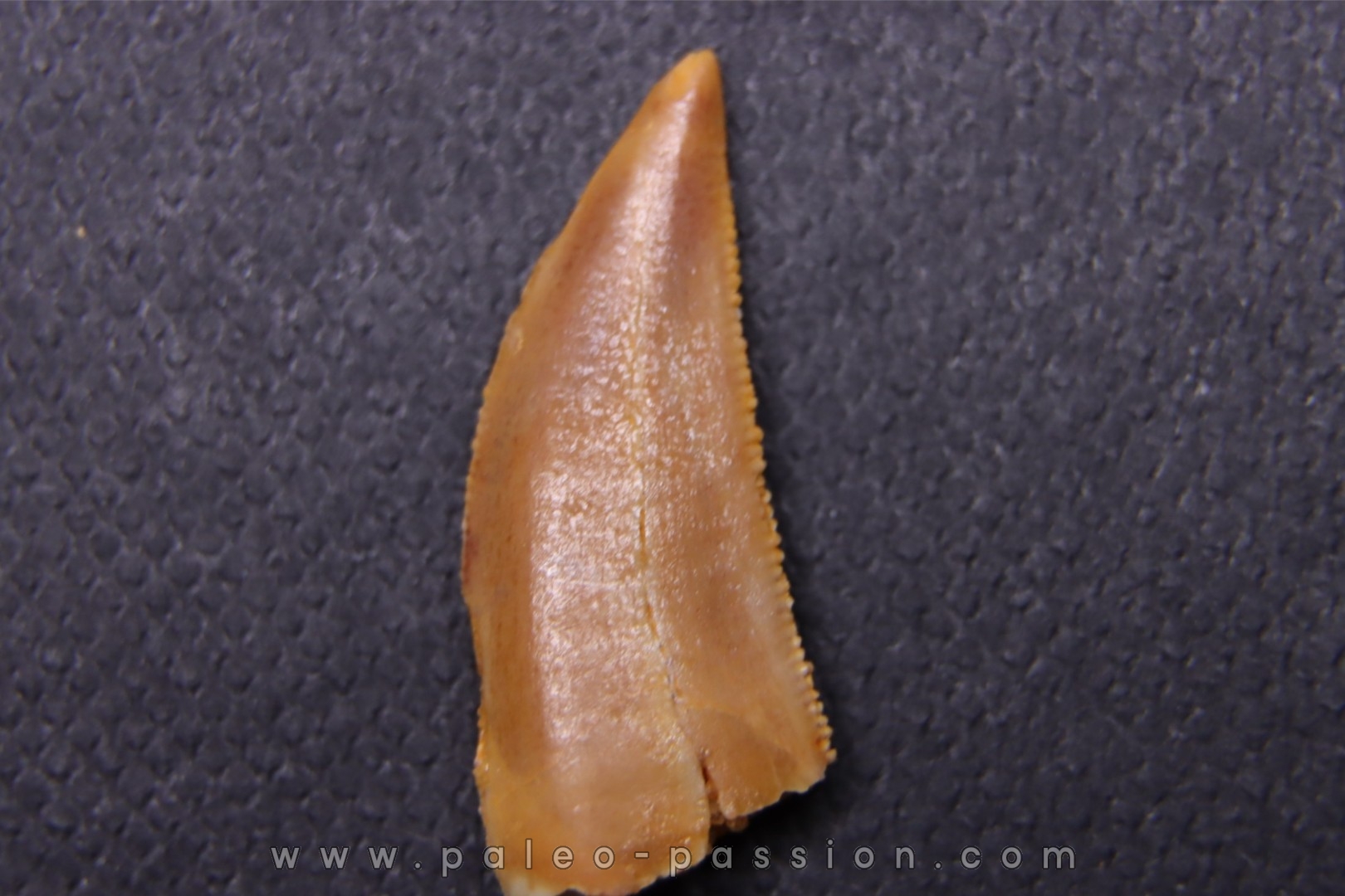 dinosaur tooth DELTADROMEUS AGILIS