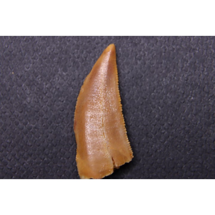 dinosaur tooth DELTADROMEUS AGILIS