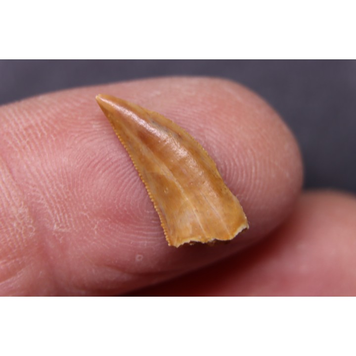 dinosaur tooth DELTADROMEUS AGILIS