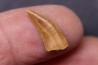 dinosaur tooth DELTADROMEUS AGILIS