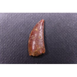 dent de dinosaure DELTADROMEUS AGILIS