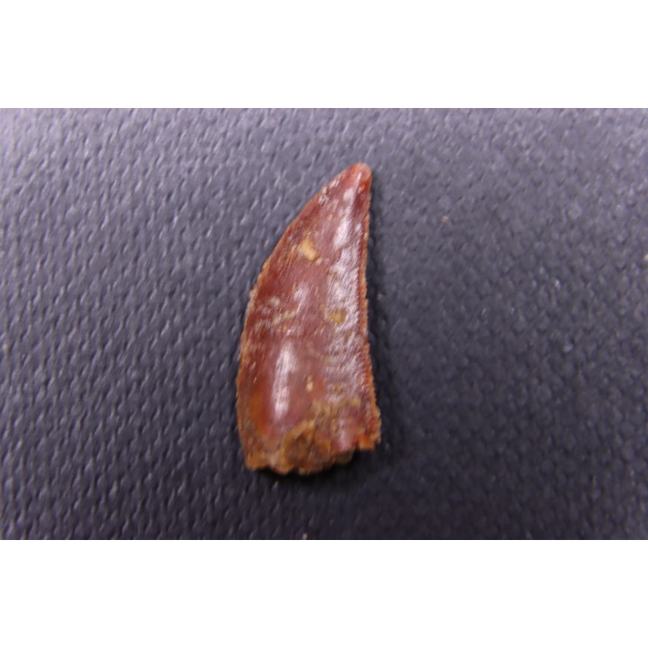 dent de dinosaure DELTADROMEUS AGILIS