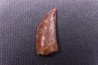 dent de dinosaure DELTADROMEUS AGILIS