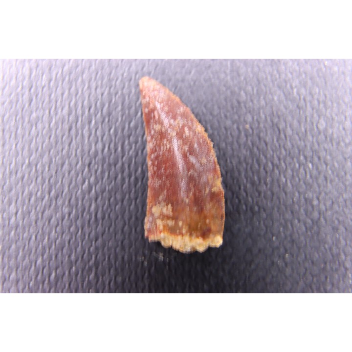dent de dinosaure DELTADROMEUS AGILIS