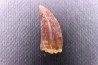 dent de dinosaure DELTADROMEUS AGILIS
