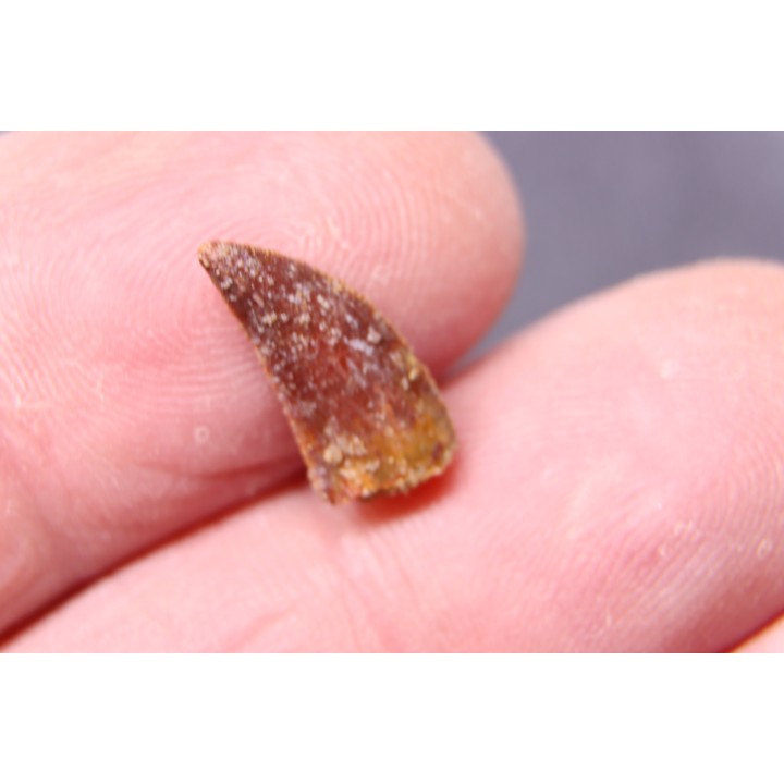 dent de dinosaure DELTADROMEUS AGILIS