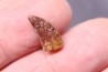 dent de dinosaure DELTADROMEUS AGILIS