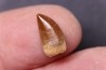 dinosaur tooth DELTADROMEUS AGILIS