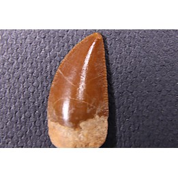 dinosaur tooth DELTADROMEUS AGILIS