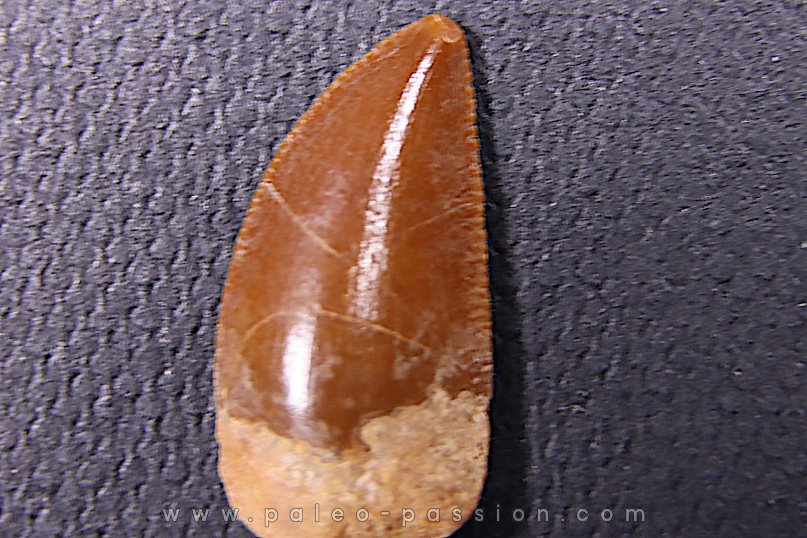 dinosaur tooth DELTADROMEUS AGILIS