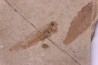 set of fishes, diptera and leaf stampien (oligocène) Forcalquier area - (04)- France