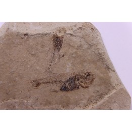 collection de 4 plaques: poissons prolebias, insecte diptère et plume - oligocène - région de Forcalquier -France