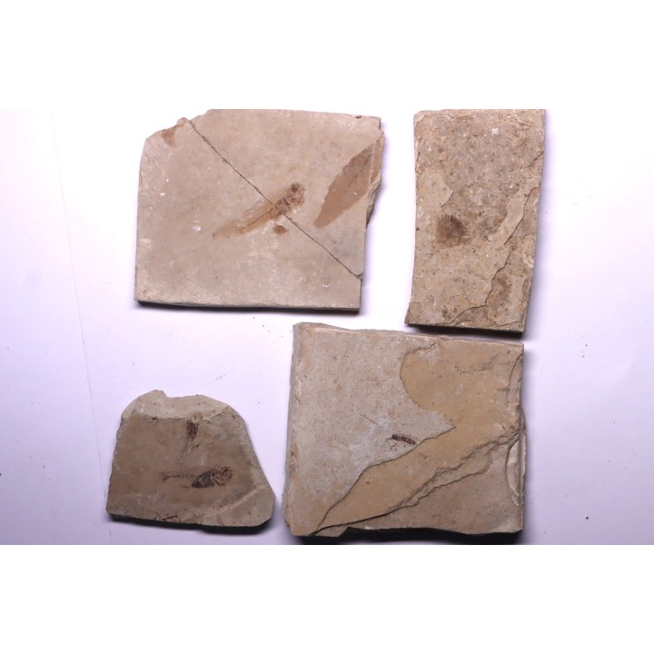 collection de 4 plaques: poissons prolebias, insecte diptère et plume - oligocène - région de Forcalquier -France