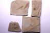 collection de 4 plaques: poissons prolebias, insecte diptère et plume - oligocène - région de Forcalquier -France