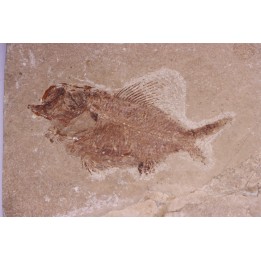 Ctenothrissa vexillifer (Pictet, 1850) - Cénomanien - Haquel - Byblos - LIBAN