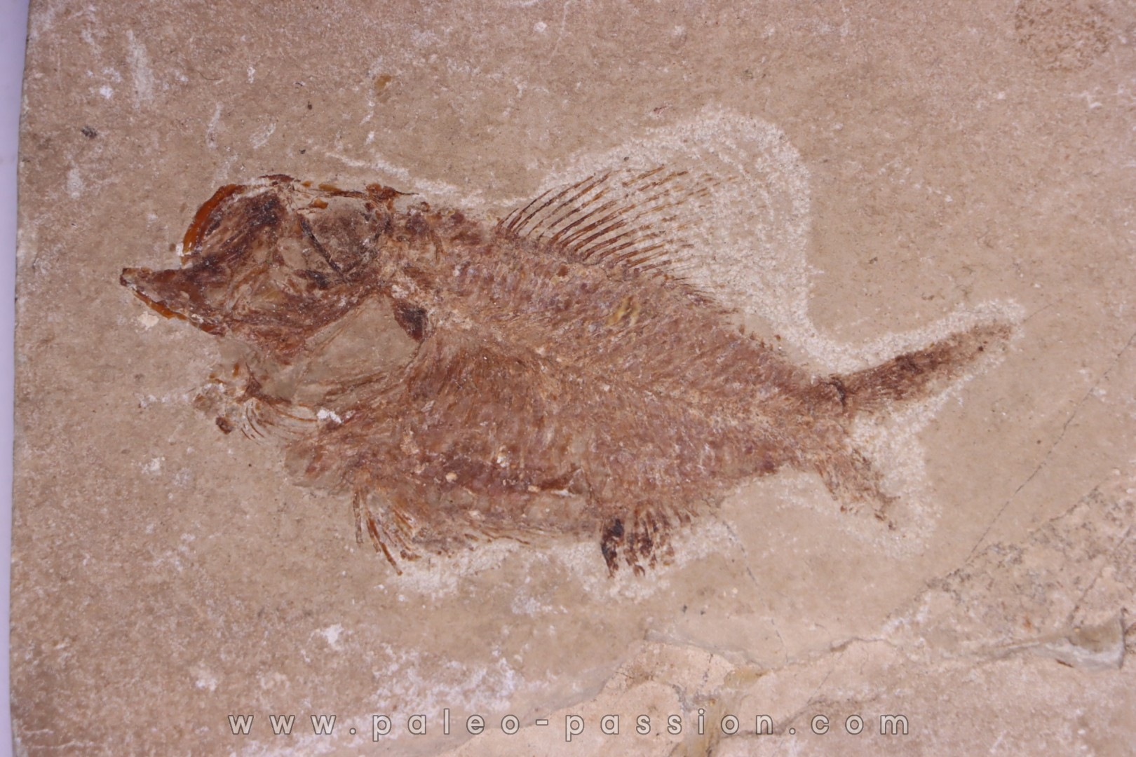 Ctenothrissa vexillifer (Pictet, 1850) - Cénomanian Hakil - Byblos - LIBANON