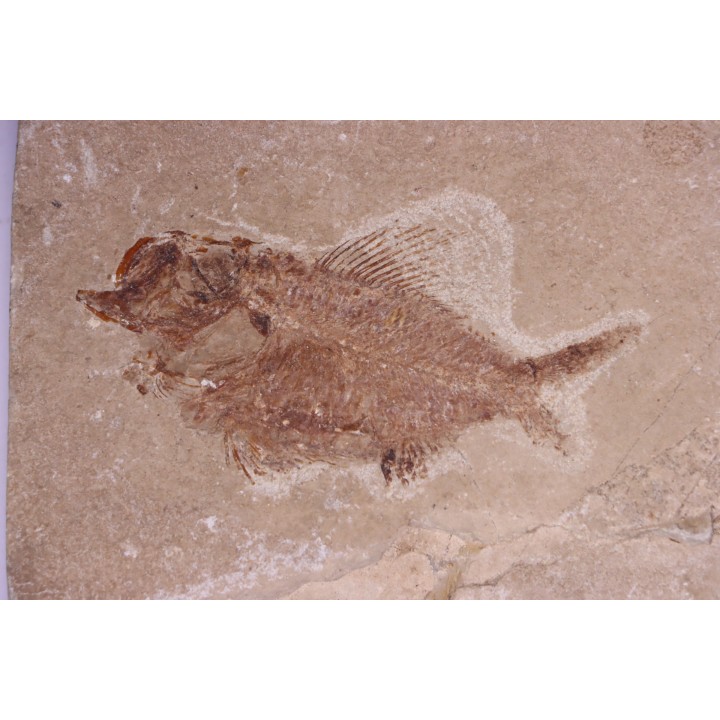 Ctenothrissa vexillifer (Pictet, 1850) - Cénomanian  Hakil - Byblos - LIBANON