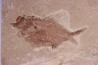 Ctenothrissa vexillifer (Pictet, 1850) - Cénomanian Hakil - Byblos - LIBANON
