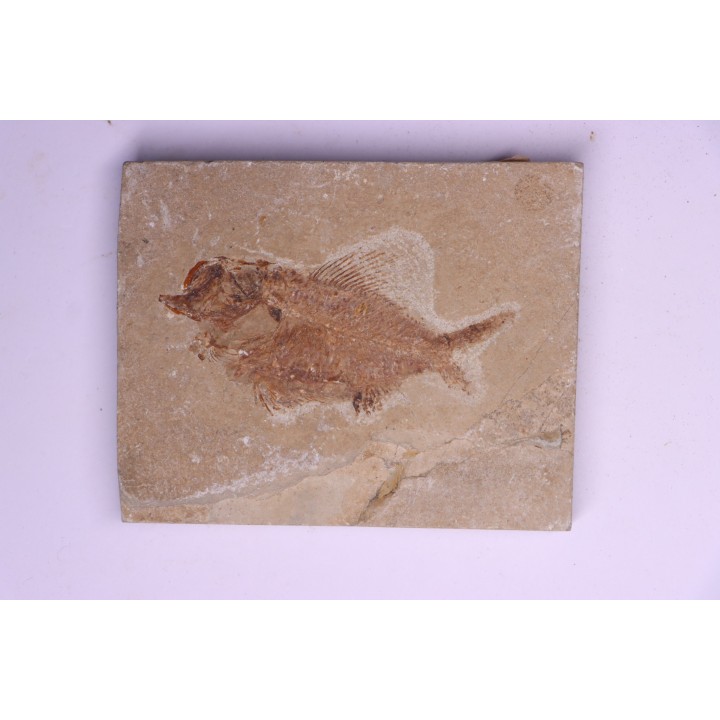 Ctenothrissa vexillifer (Pictet, 1850) - Cénomanian  Hakil - Byblos - LIBANON