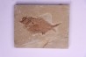 Ctenothrissa vexillifer (Pictet, 1850) - Cénomanian Hakil - Byblos - LIBANON