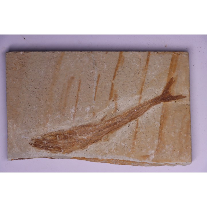 Eurypholys boisieri (Pictet, 1850) - Cénomanian  Hakil - Byblos - LIBANON