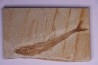 Eurypholys boisieri (Pictet, 1850) - Cénomanien - Haquel - Byblos - LIBAN