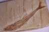 Eurypholys boisieri (Pictet, 1850) - Cénomanian  Hakil - Byblos - LIBANON
