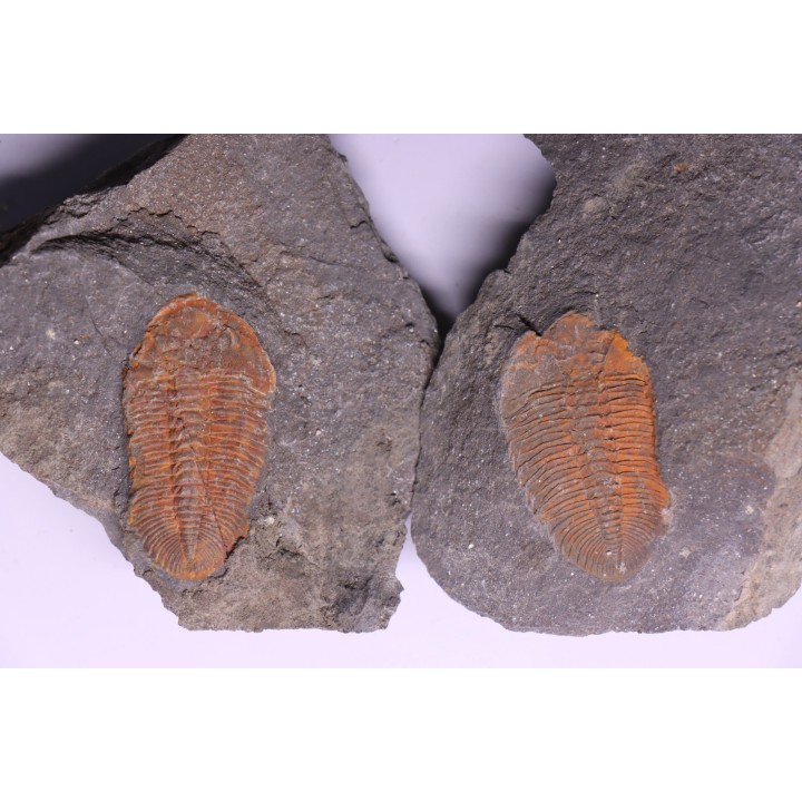 Eudolatites sp. - ordovicien – Jbel Tijarfaiouine, MAROC