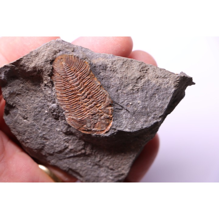 Eudolatites sp. - ordovician - Ktaoua Fmt - Jbel Tijarfaiouine, MOROCCO
