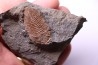 Eudolatites sp. - ordovician - Ktaoua Fmt - Jbel Tijarfaiouine, MOROCCO