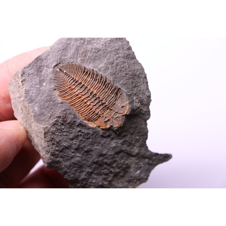 Eudolatites sp. - ordovicien – Jbel Tijarfaiouine, MAROC