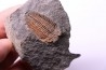 Eudolatites sp. - ordovicien – Jbel Tijarfaiouine, MAROC
