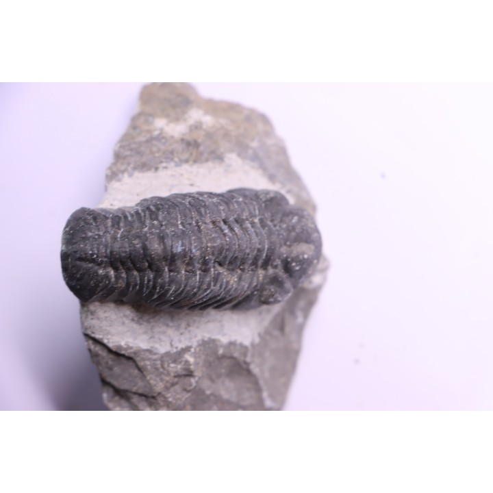 BARRANDEOPS ovatus -Emsien - Jbel Oufaten, MAROC