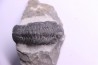 BARRANDEOPS ovatus -Emsien - Jbel Oufaten, MAROC
