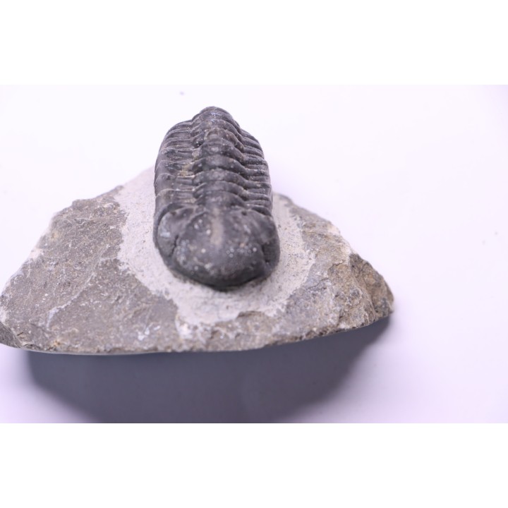 BARRANDEOPS ovatus - Emsian - Jbel Oufaten, MOROCCO