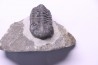 BARRANDEOPS ovatus -Emsien - Jbel Oufaten, MAROC