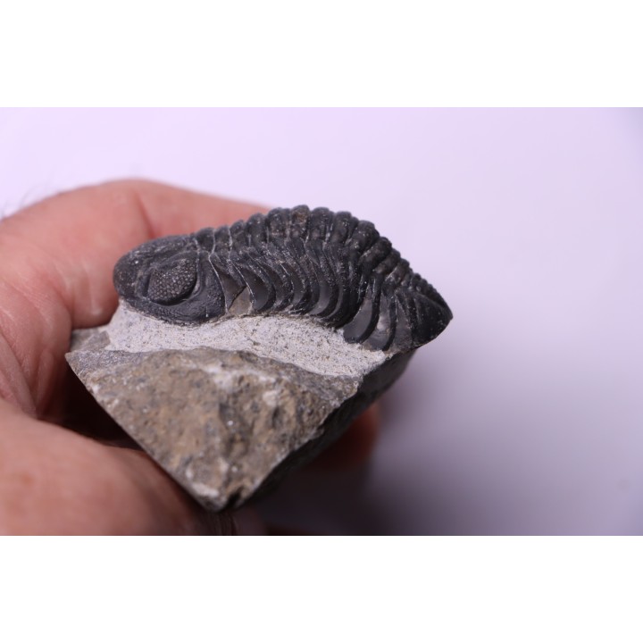BARRANDEOPS ovatus -Emsien - Jbel Oufaten, MAROC