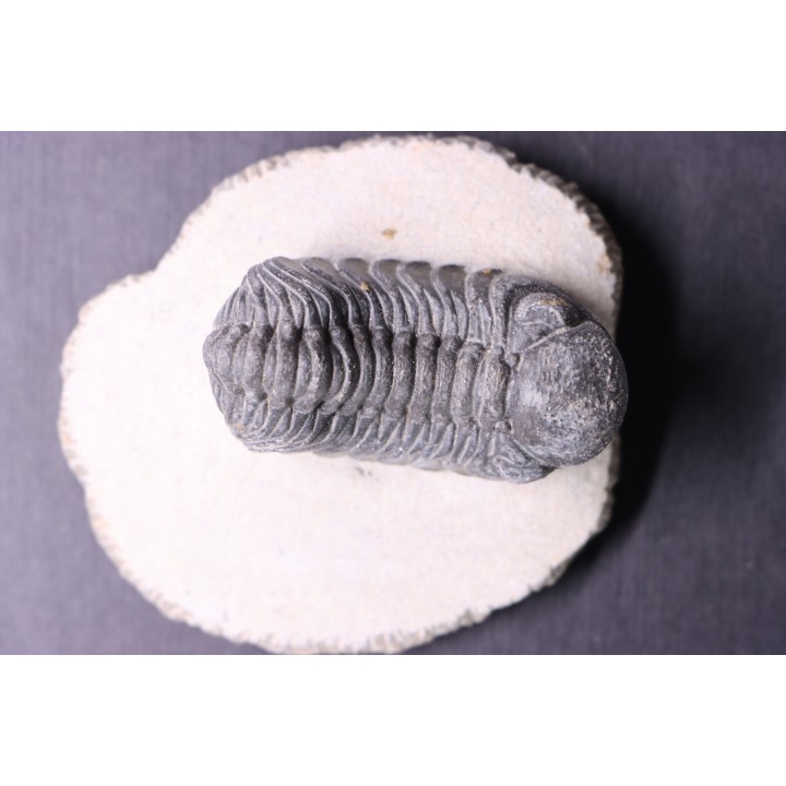 BARRANDEOPS ovatus - Emsian - Jbel Oufaten, MOROCCO
