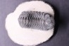 BARRANDEOPS ovatus - Emsian - Jbel Oufaten, MOROCCO