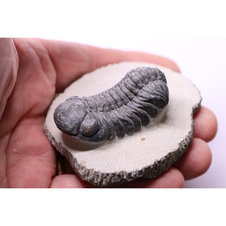 BARRANDEOPS ovatus -Emsien - Jbel Oufaten, MAROC
