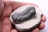 BARRANDEOPS ovatus -Emsien - Jbel Oufaten, MAROC