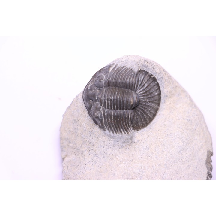 scabriscutellum hammadi - emsian - jbel Oufatene - Morocco