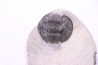 scabriscutellum hammadi - emsien - jbel Oufatene - Maroc