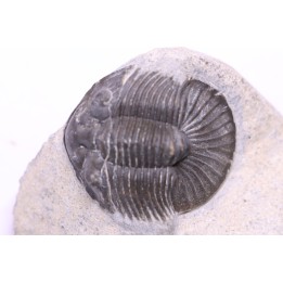 scabriscutellum hammadi - emsien - jbel Oufatene - Maroc