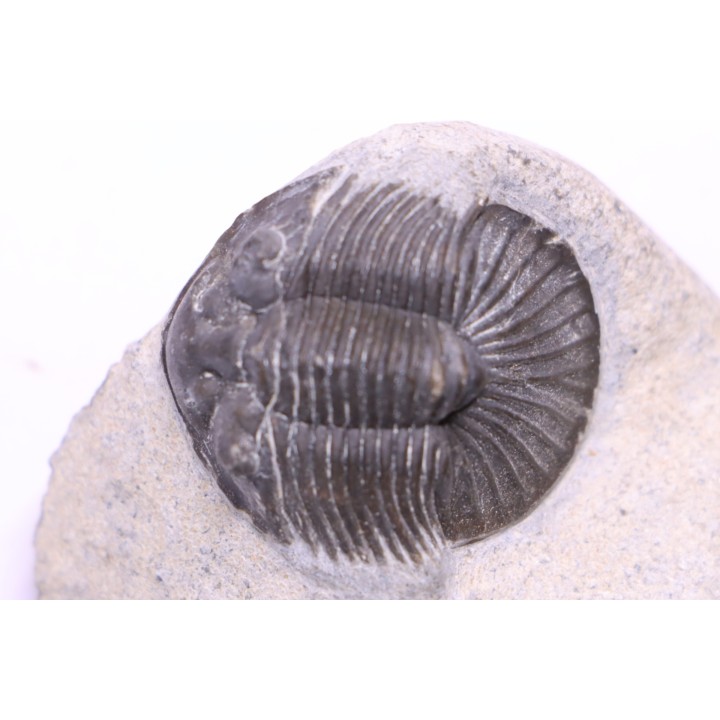scabriscutellum hammadi - emsian - jbel Oufatene - Morocco