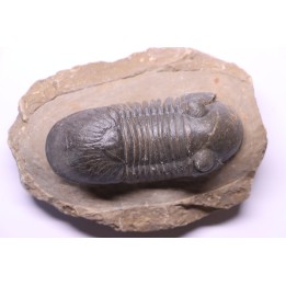 PARALEJURUS SPATULIFORMIS - praguian - L'atchana, Morocco