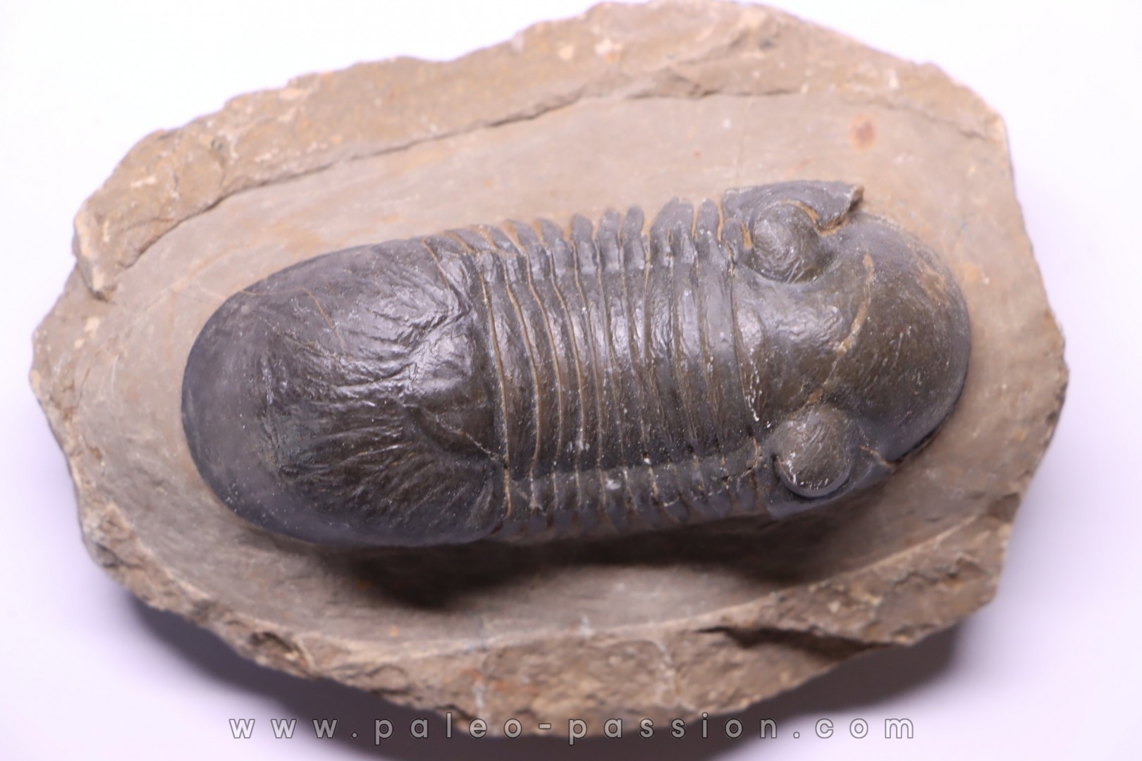 PARALEJURUS SPATULIFORMIS - praguien - L'atchana, Maroc