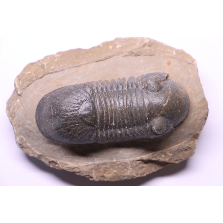 PARALEJURUS SPATULIFORMIS - praguian - L'atchana, Morocco