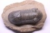 PARALEJURUS SPATULIFORMIS - praguian - L'atchana, Morocco
